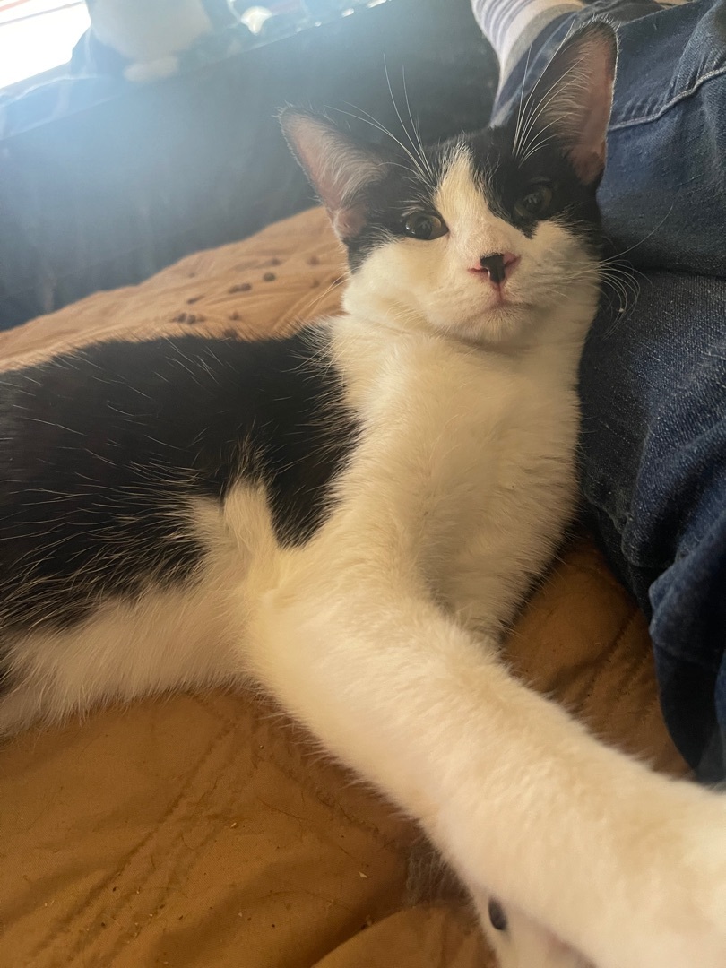 Janet , Adoptable, Young Female Tuxedo & Domestic Short Hair.