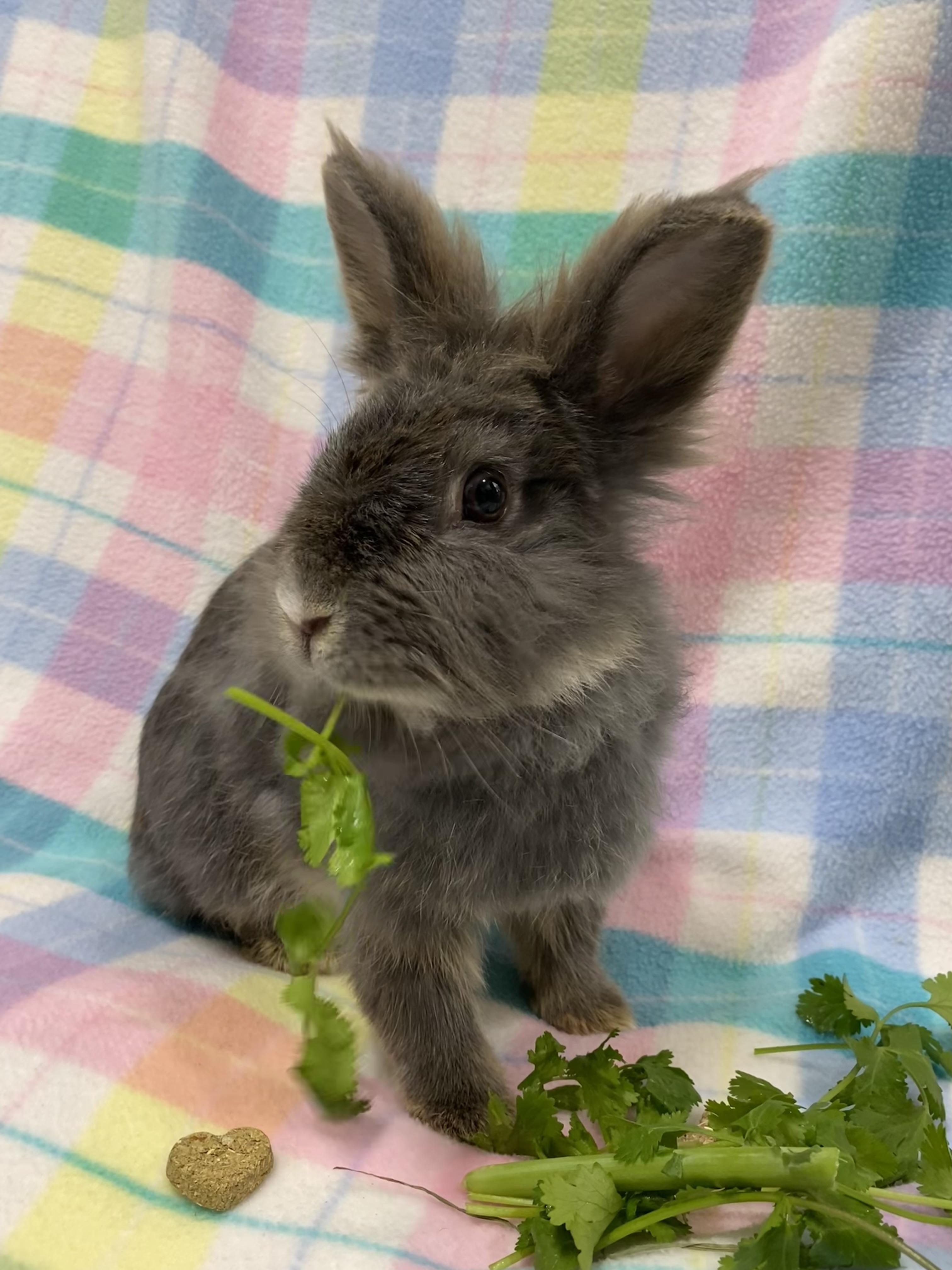 Nettle, an adopted mixed breed in Livermore, CA image 3/5