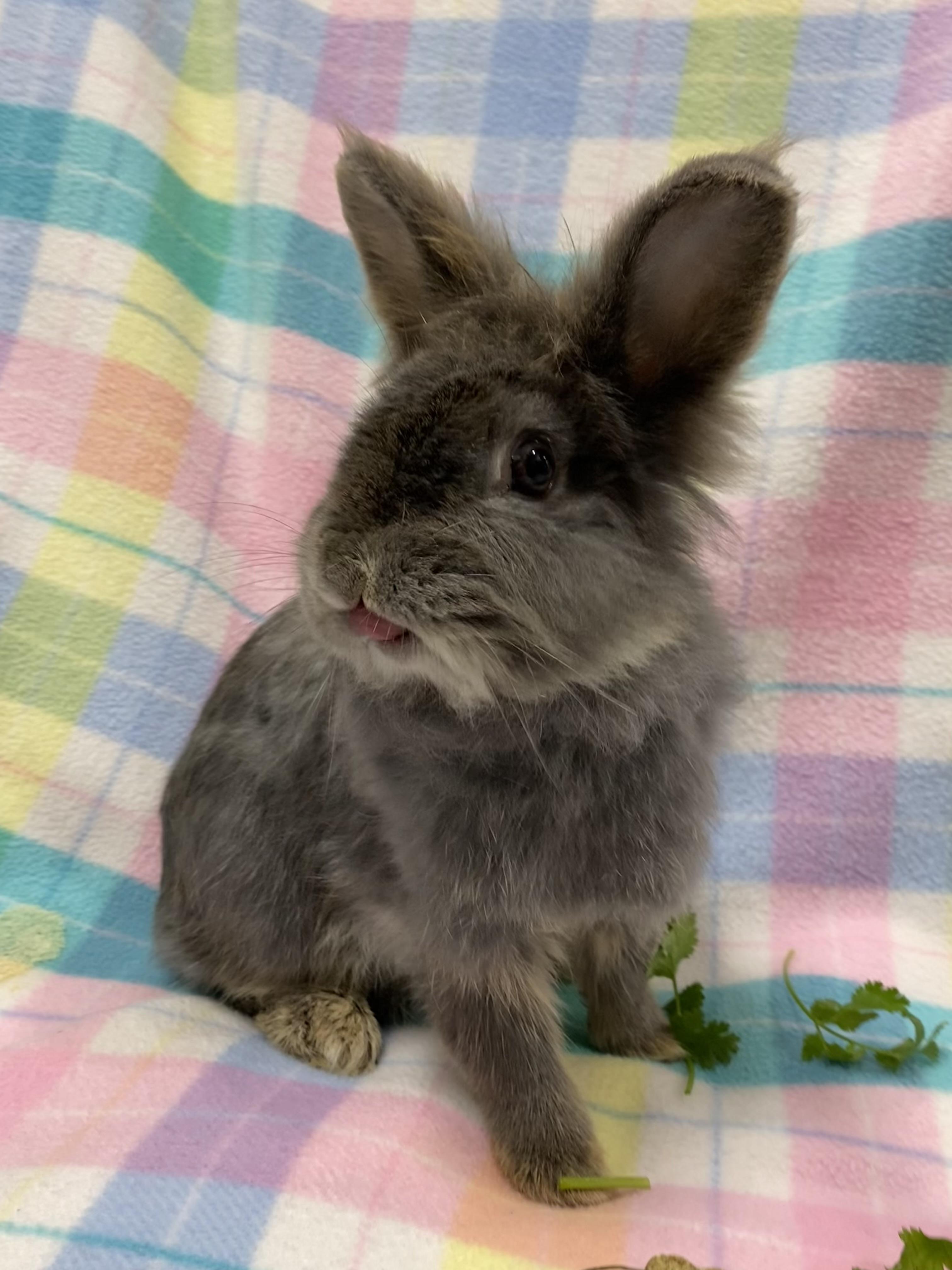 Nettle, an adopted mixed breed in Livermore, CA image 1/5
