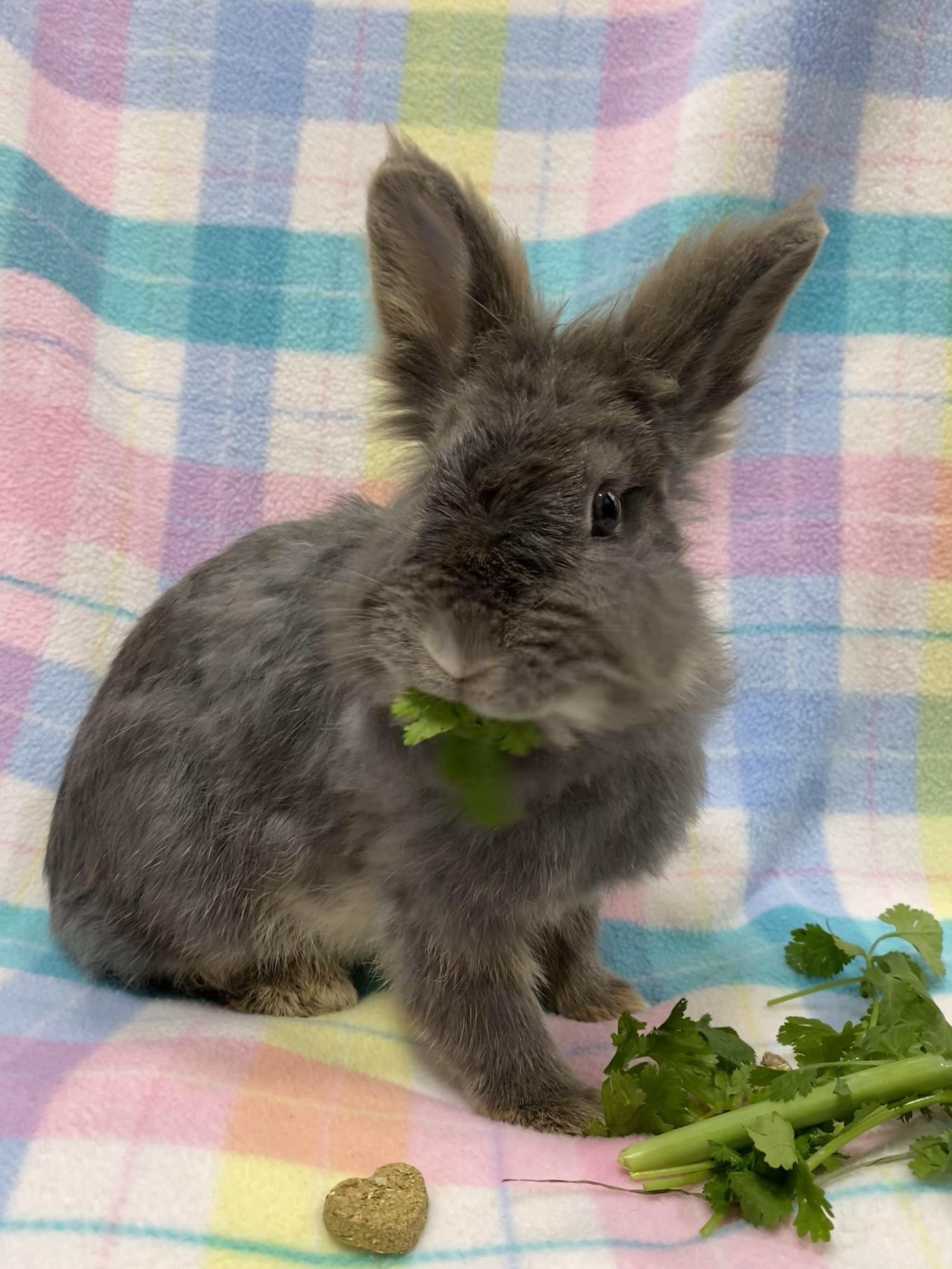 Nettle, an adopted mixed breed in Livermore, CA image 4/5