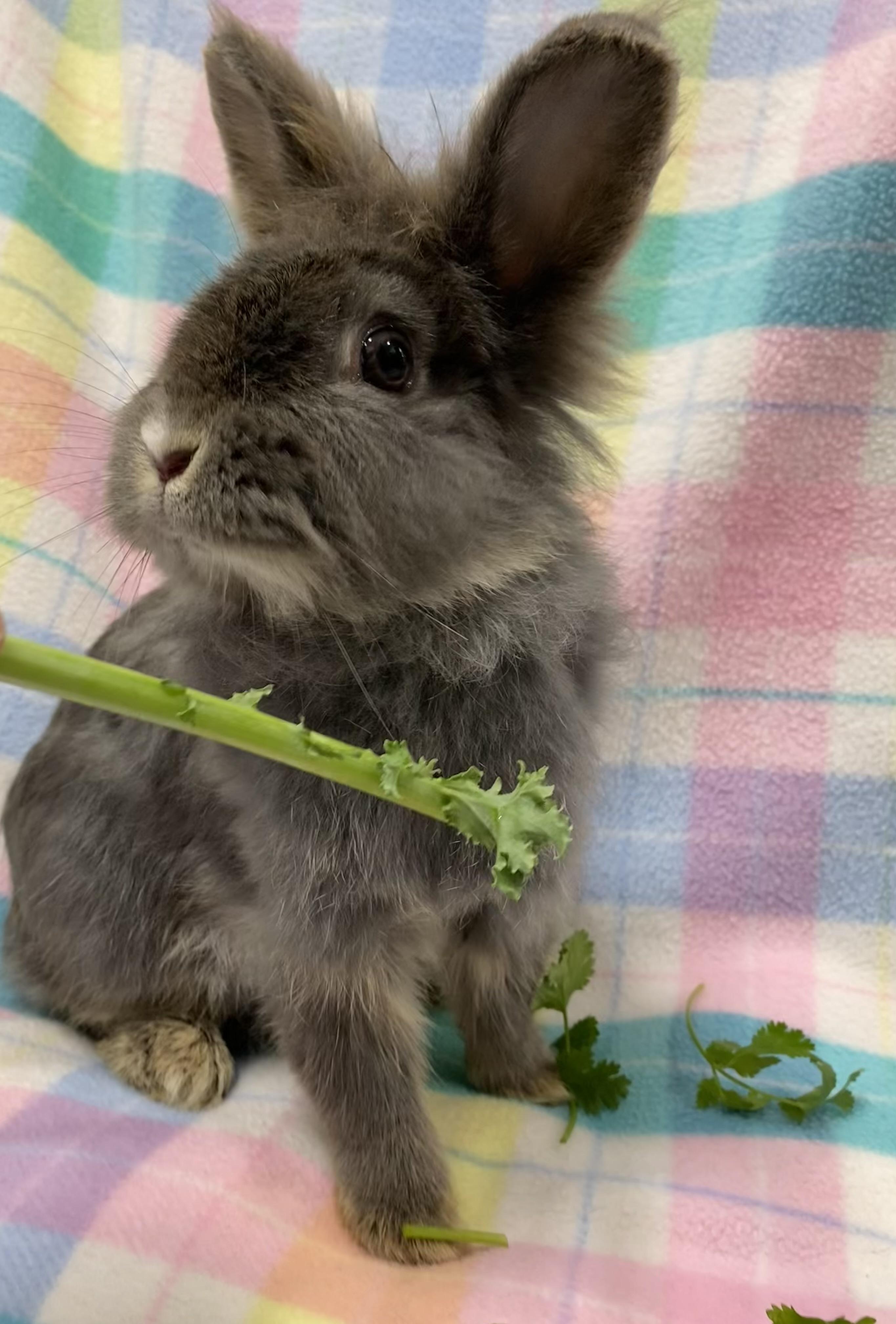 Nettle, an adopted mixed breed in Livermore, CA image 2/5