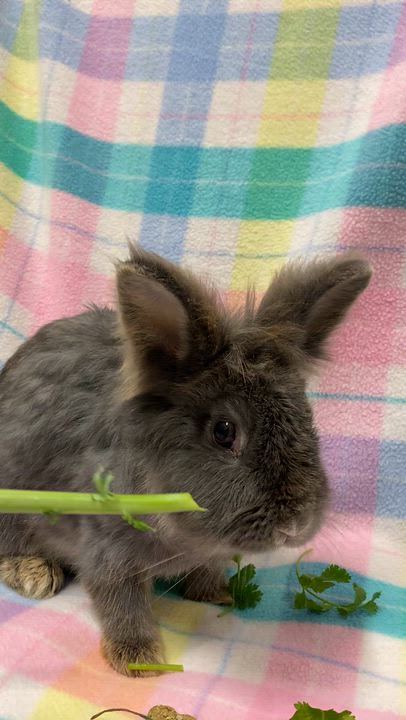 Enlarge Nettle, an adopted mixed breed in Livermore, CA video 5/5