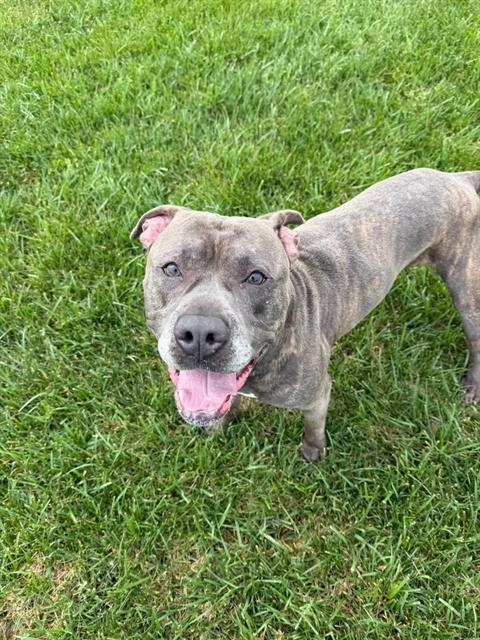 SABROSO, Adoptable, Adult Male American Bulldog & Pit Bull Terrier.
