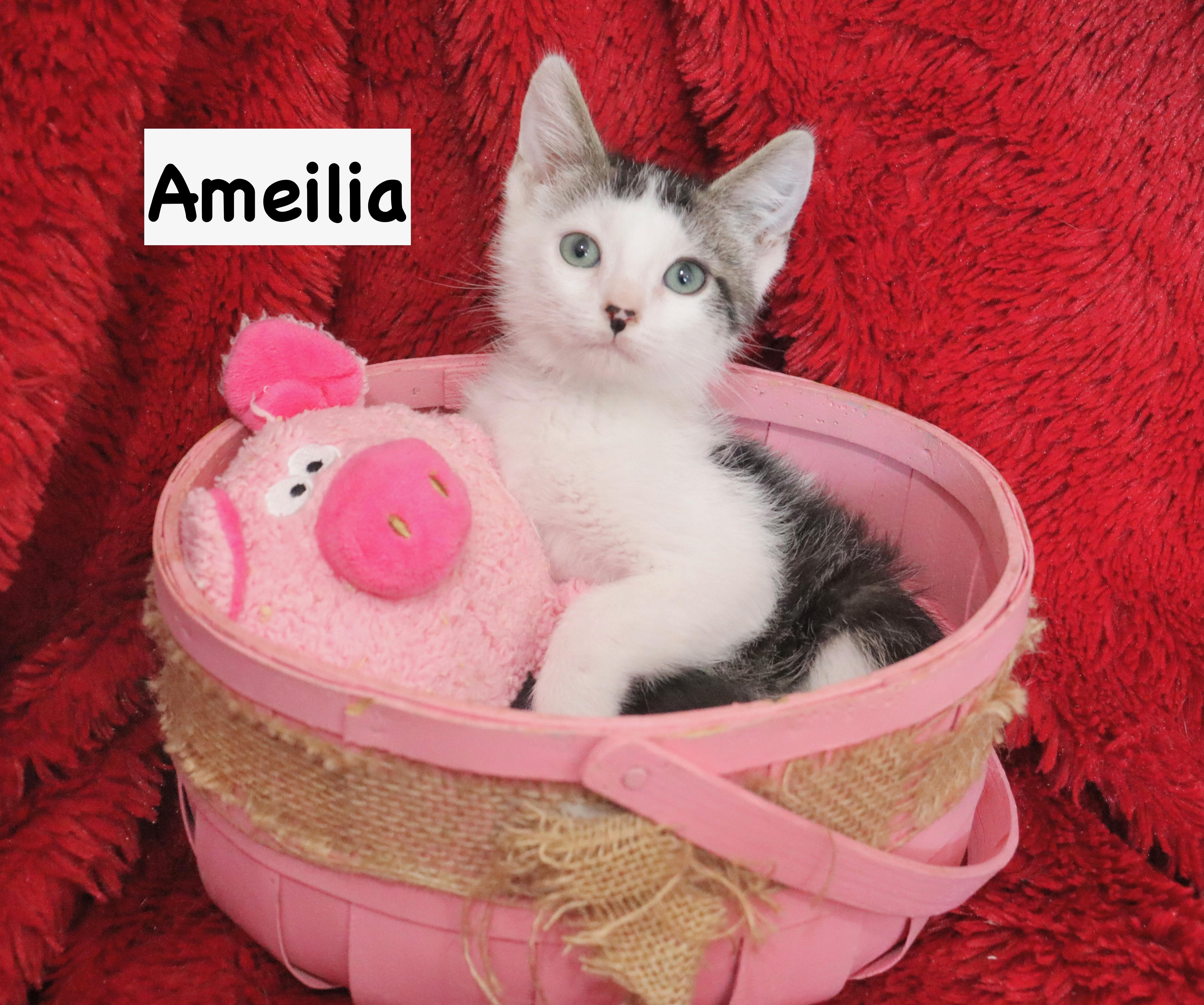 Amelia, Adoptable, Kitten Female Turkish Van.