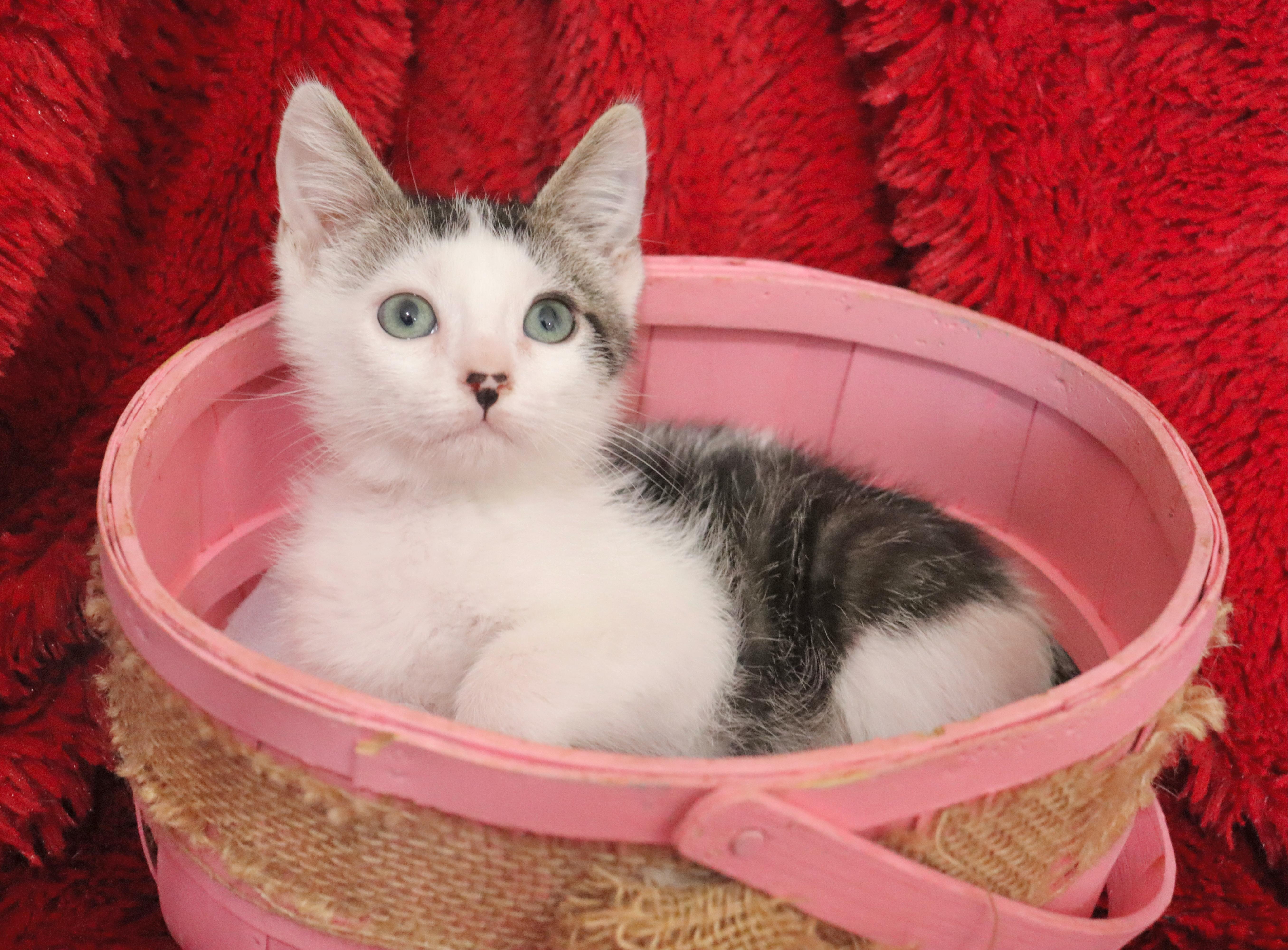 Enlarge Amelia, a Adoptable mixed breed in Saint Augustine, FL image 2/6