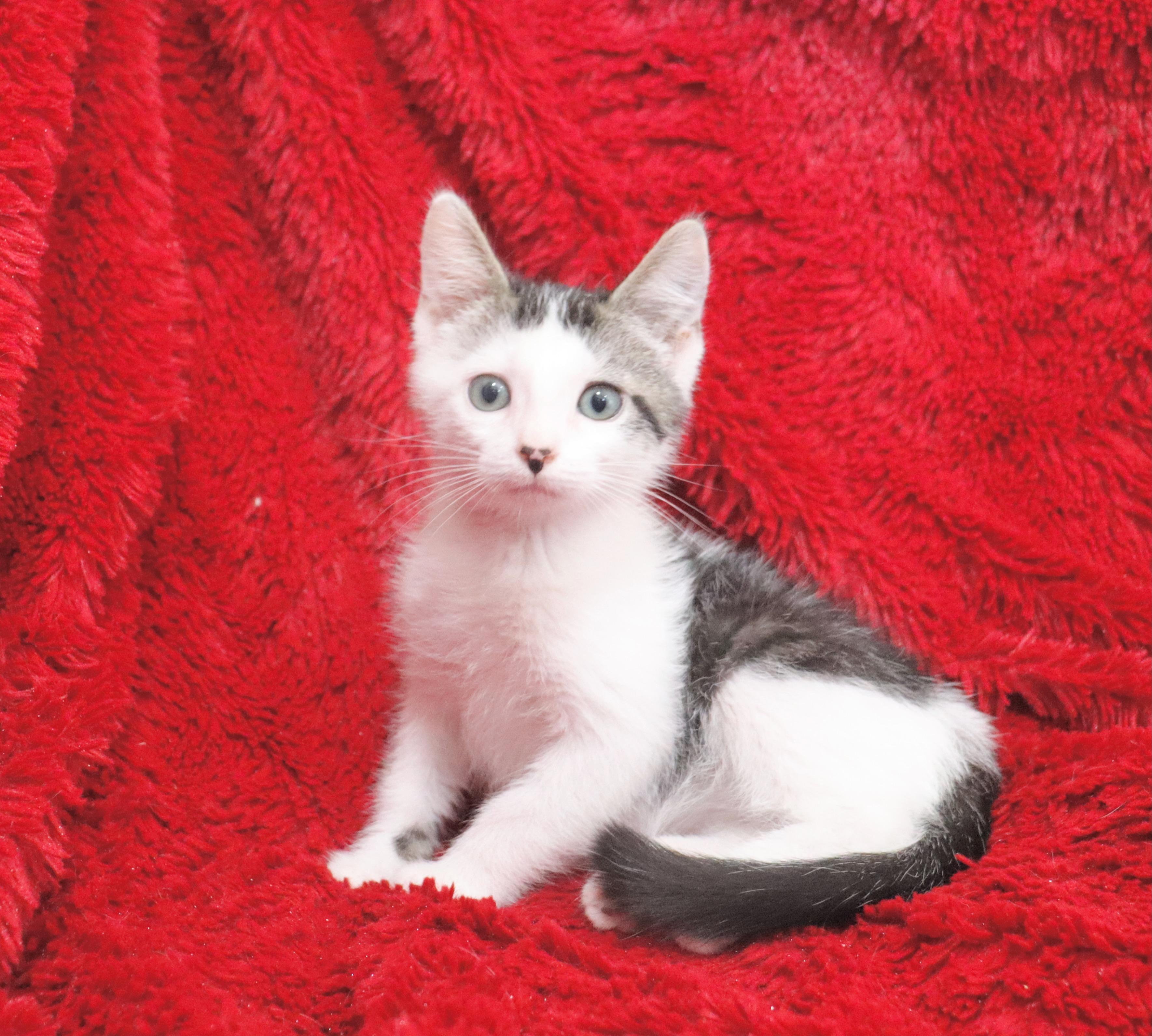 Enlarge Amelia, a Adoptable mixed breed in Saint Augustine, FL image 3/6