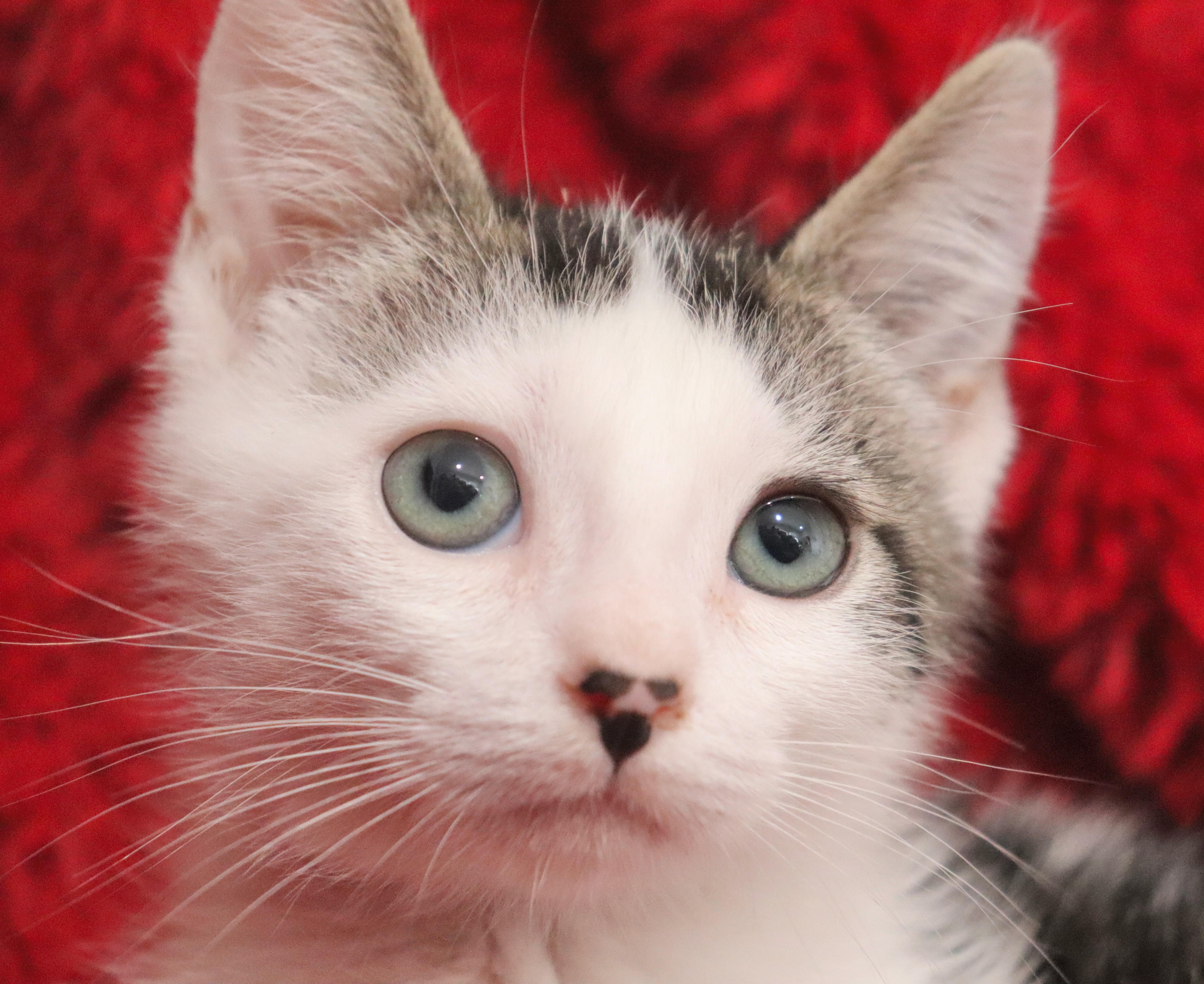 Enlarge Amelia, a Adoptable mixed breed in Saint Augustine, FL image 4/6