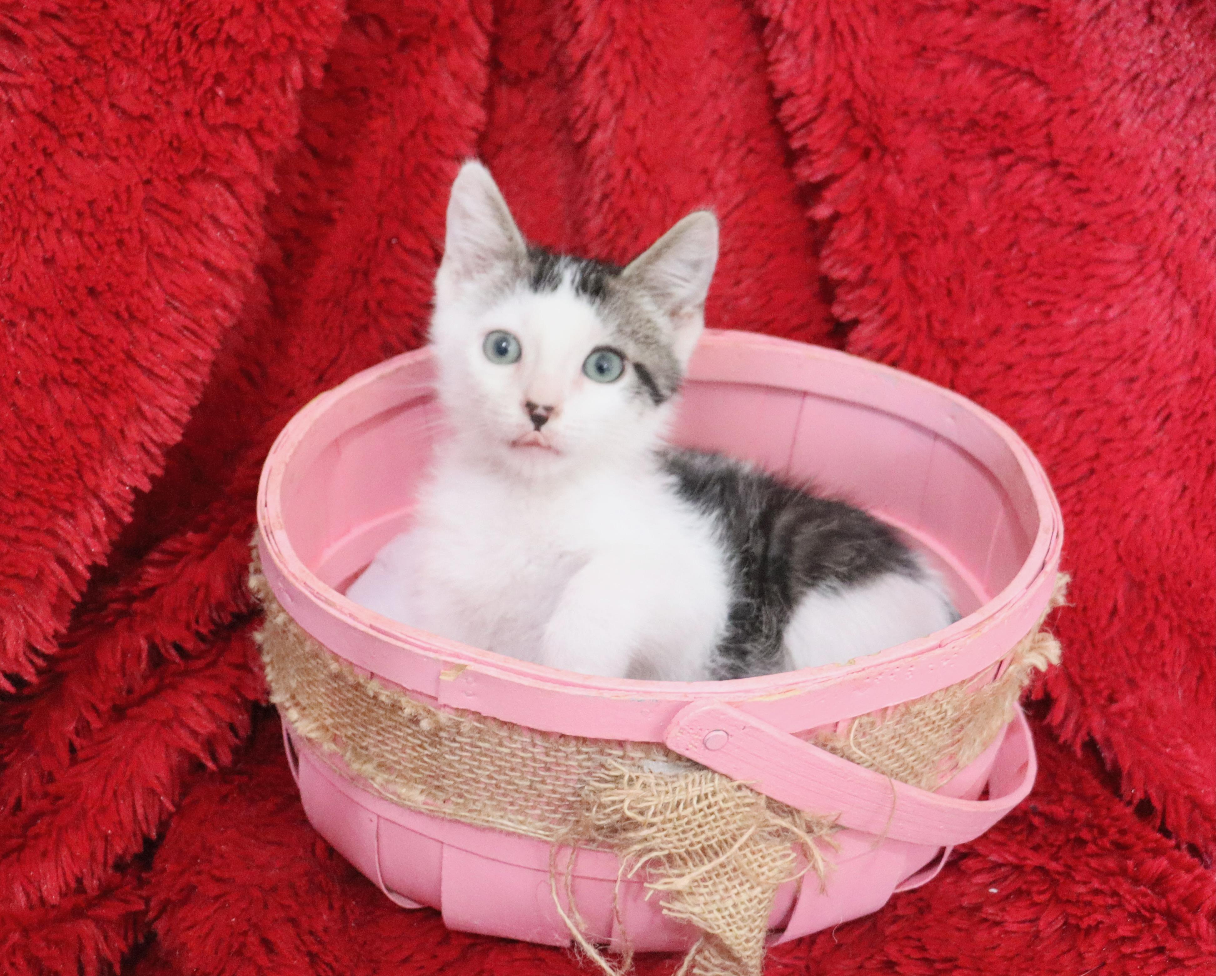 Enlarge Amelia, a Adoptable mixed breed in Saint Augustine, FL image 5/6