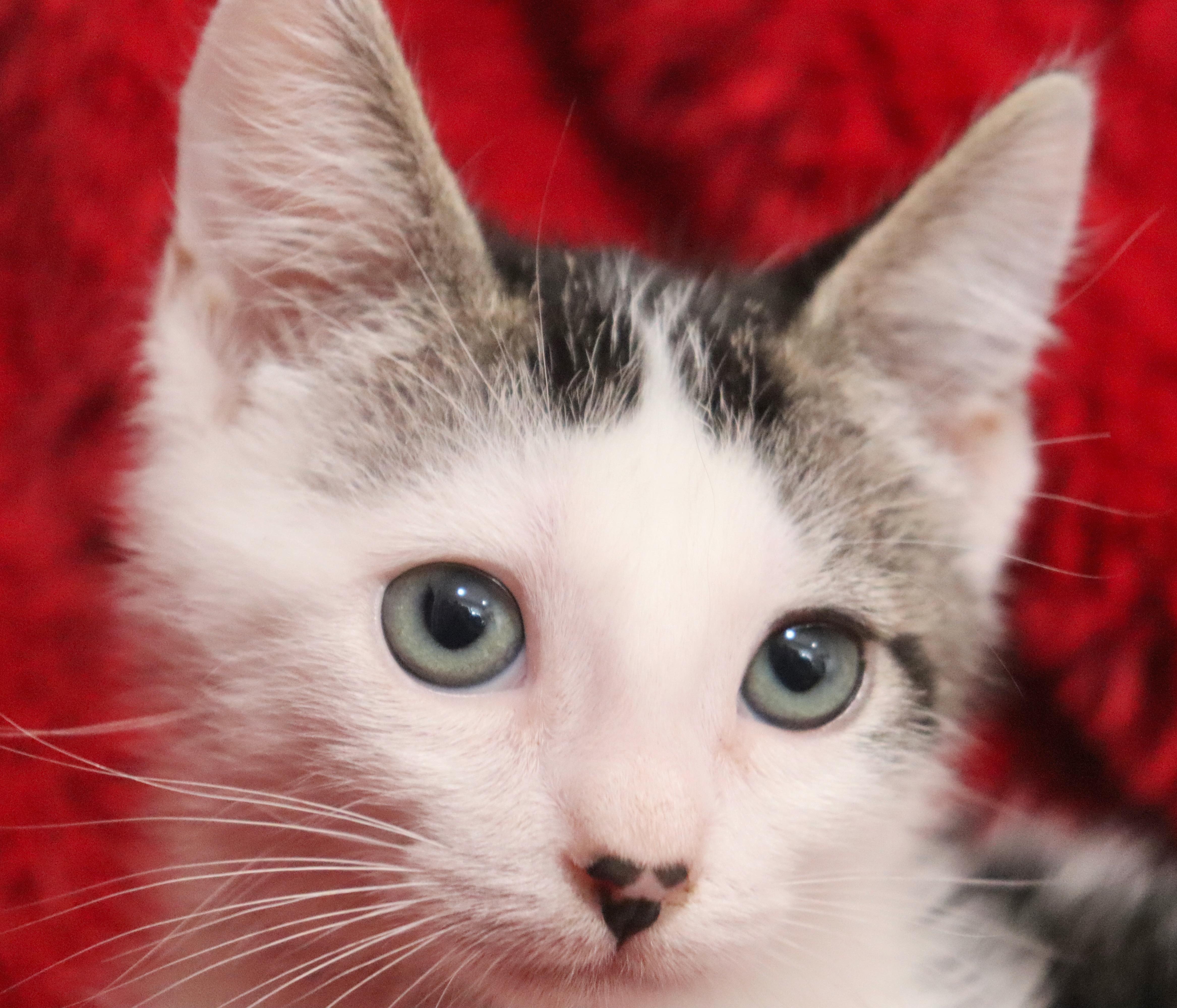 Enlarge Amelia, a Adoptable mixed breed in Saint Augustine, FL image 6/6