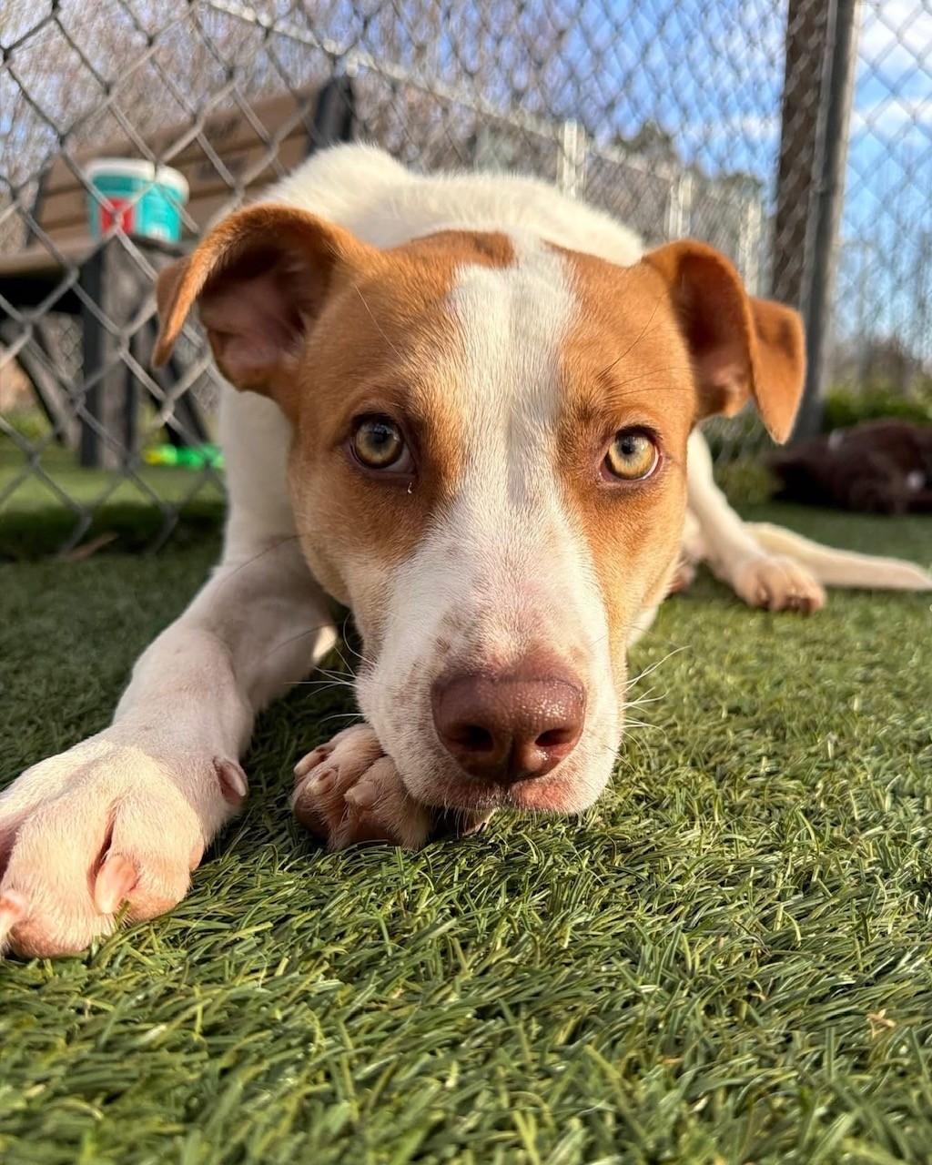 Squiggles, ADOPTABLE, Young Male Mixed Breed.