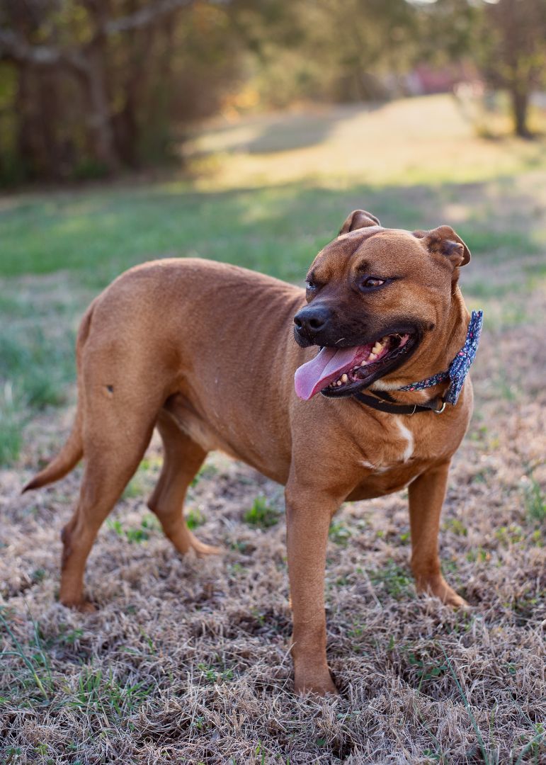 Milo, a Adoptable mixed breed in Lancaster, SC image 2/6