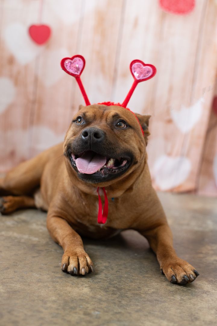 Milo, a Adoptable mixed breed in Lancaster, SC image 3/6