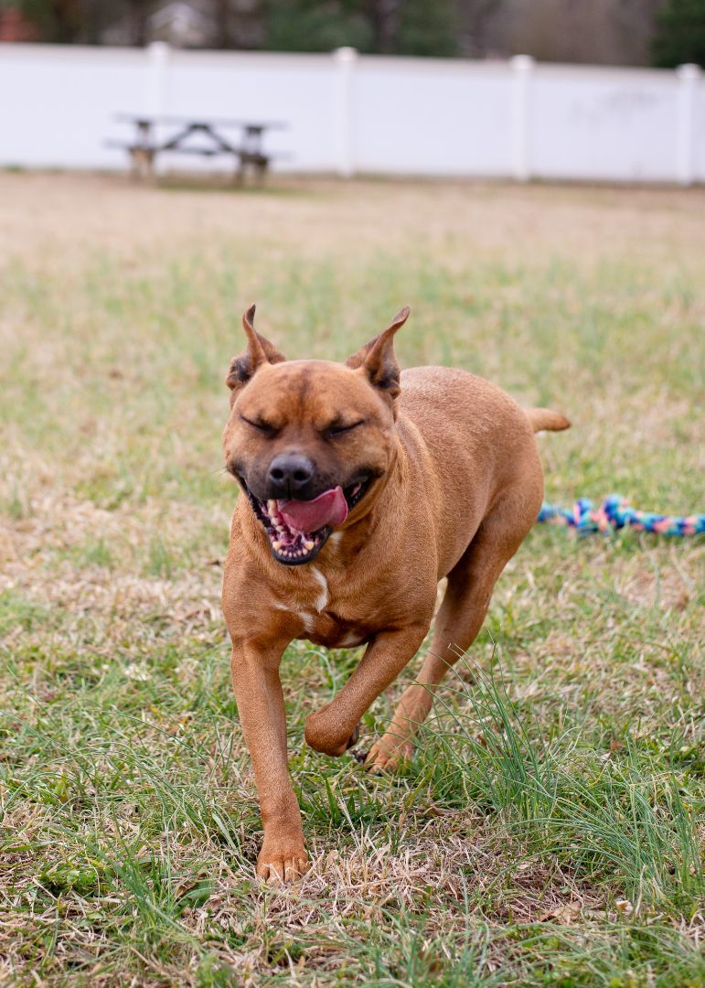 Milo, a Adoptable mixed breed in Lancaster, SC image 4/6