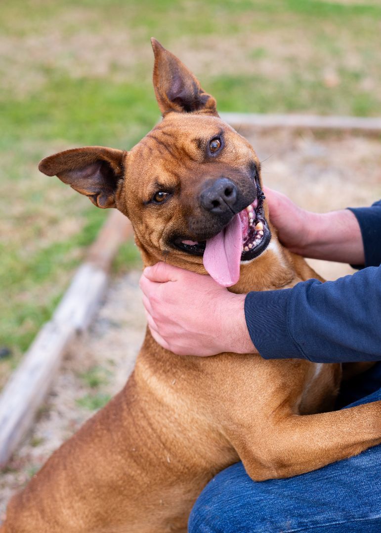 Milo, a Adoptable mixed breed in Lancaster, SC image 1/6
