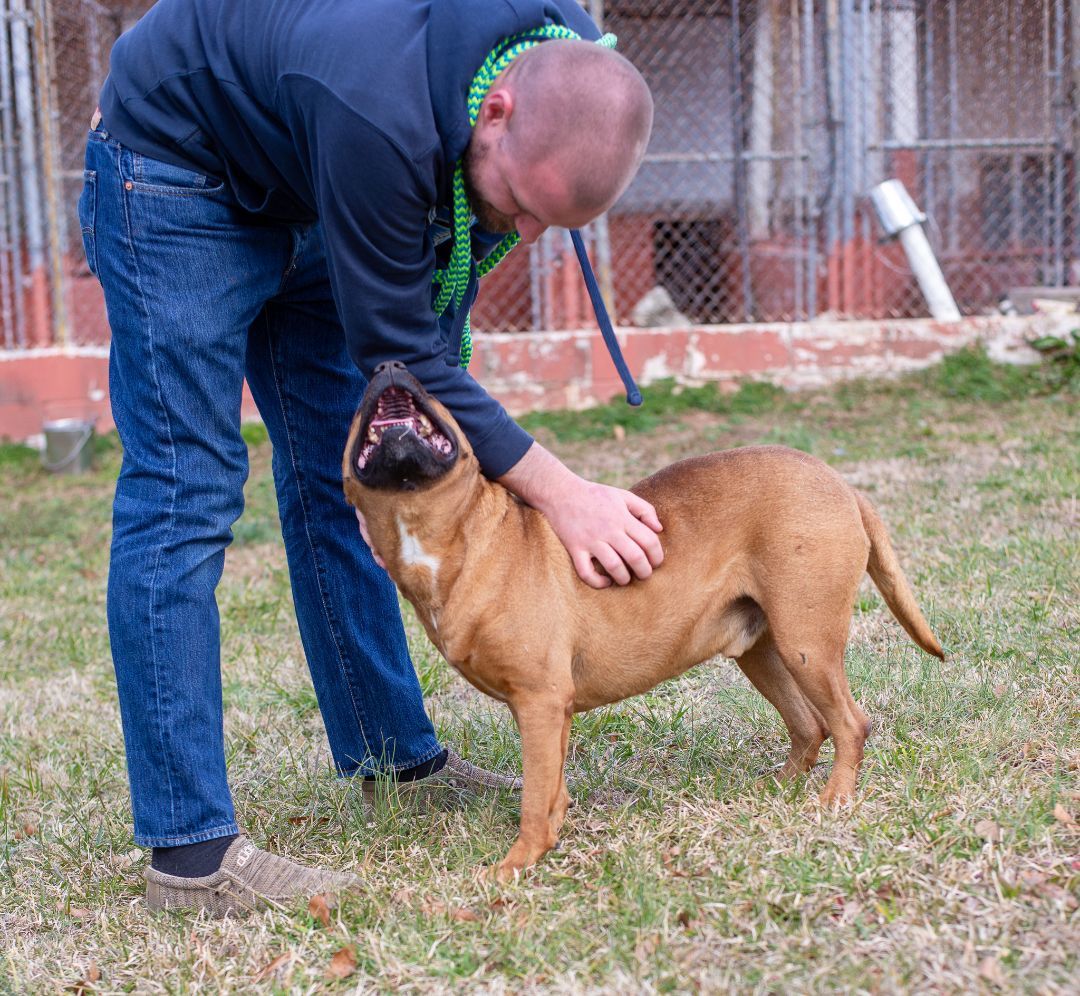 Milo, a Adoptable mixed breed in Lancaster, SC image 5/6
