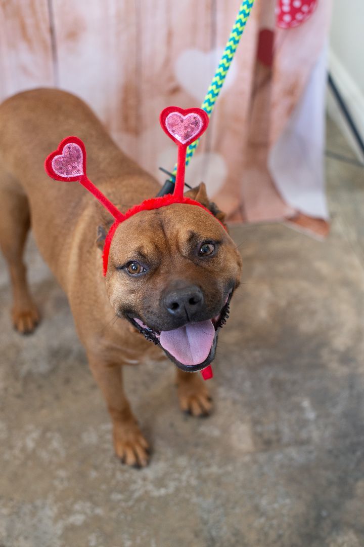 Milo, a Adoptable mixed breed in Lancaster, SC image 6/6