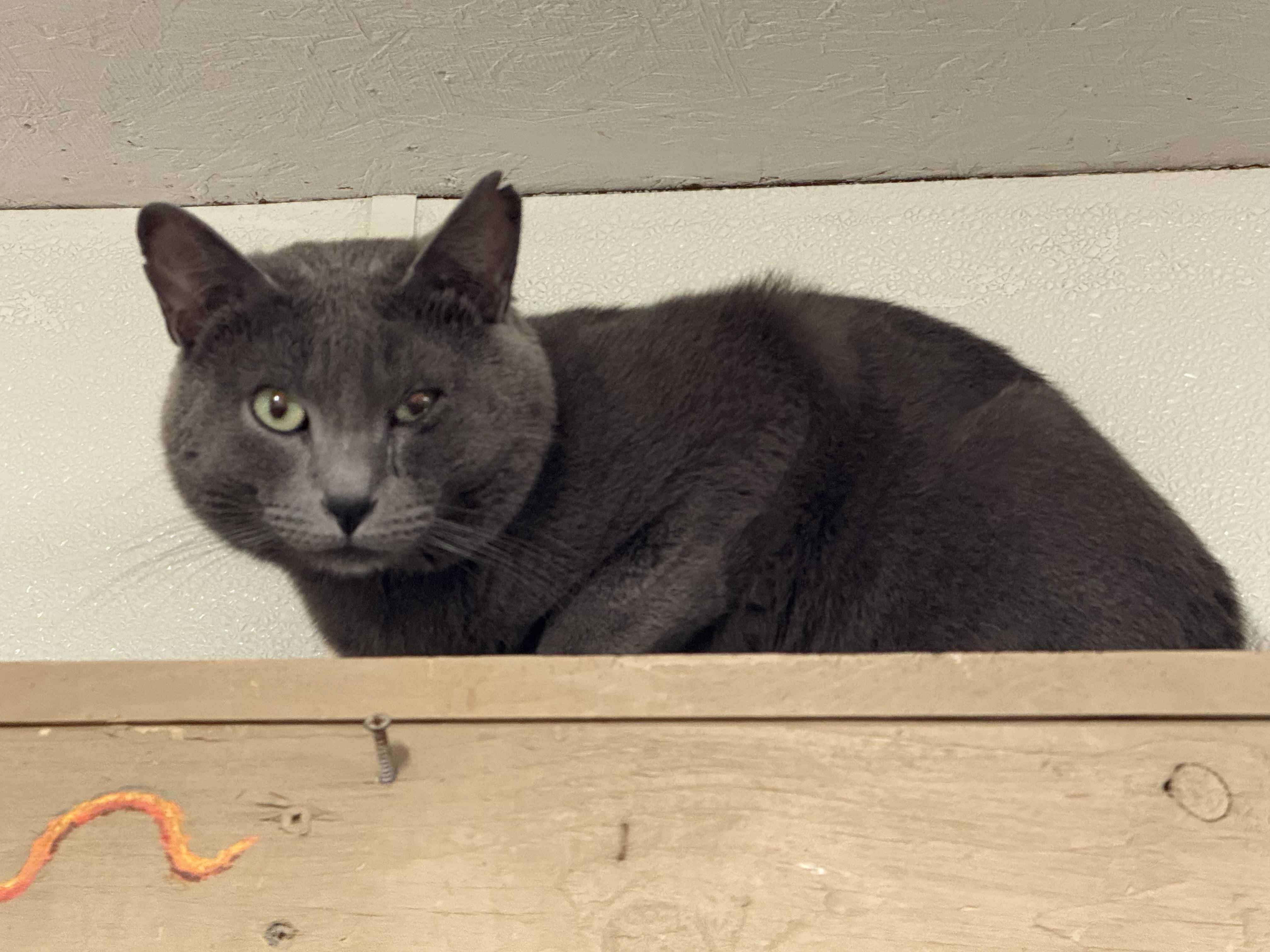 Enlarge Trapper, a Adoptable Domestic Short Hair in Bella Vista, AR image 1/1