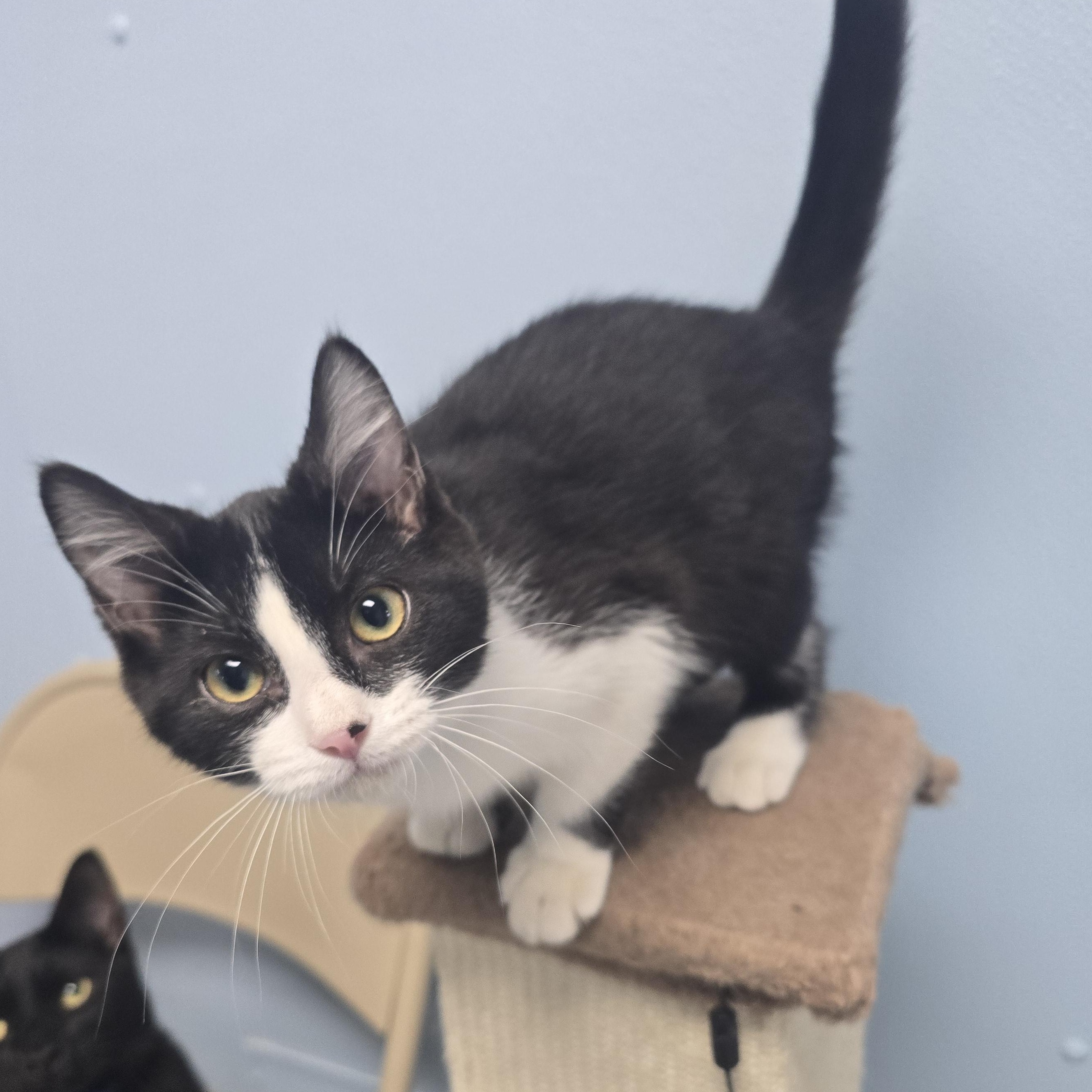 Alex, adopted, Kitten Male Domestic Short Hair.