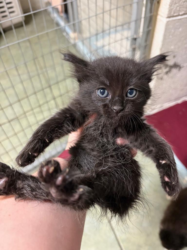 Shaddoe, Adopted, Kitten Female Domestic Medium Hair.