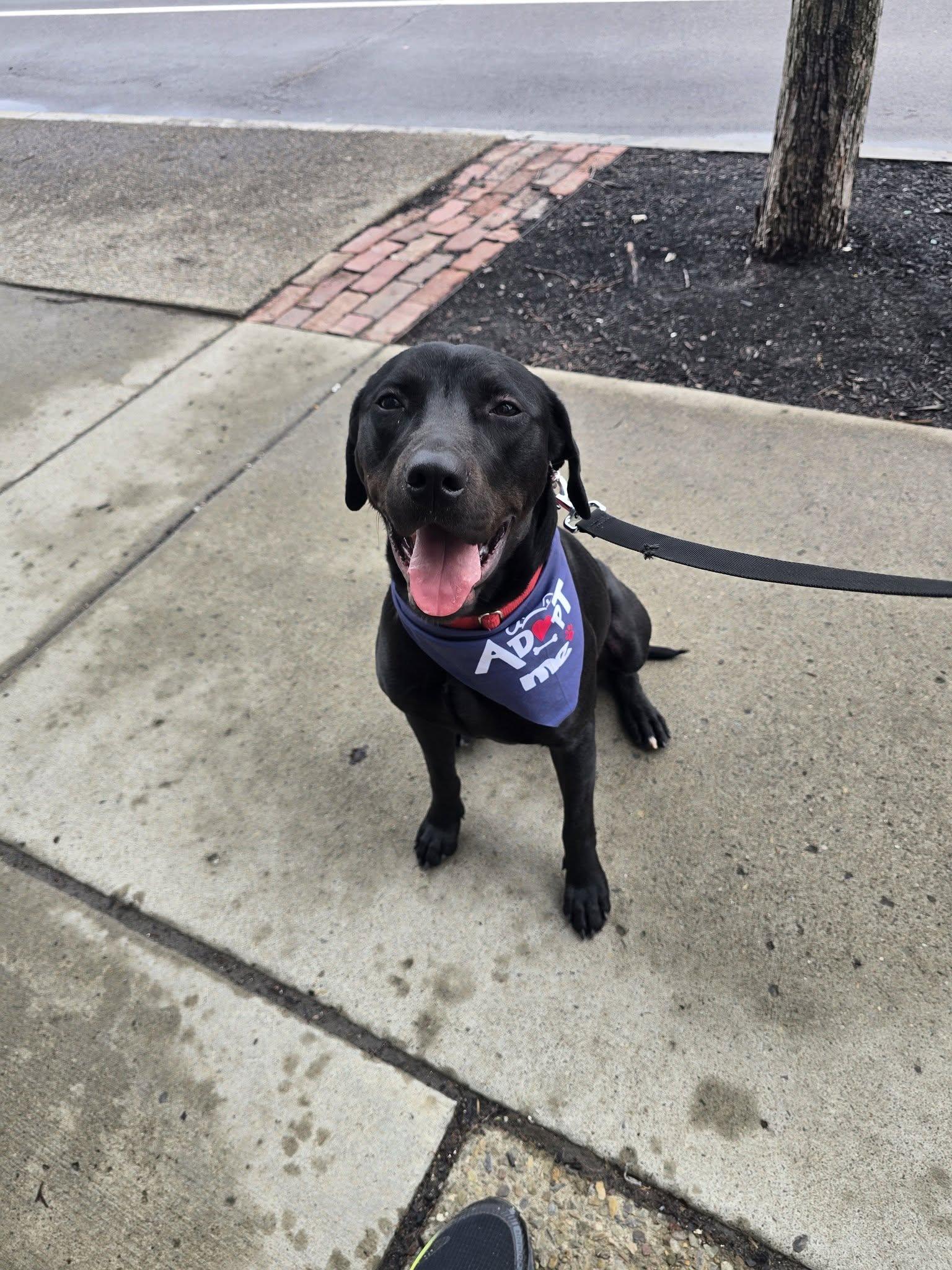 Maggie, Adoptable, Adult Female Black Labrador Retriever & Rottweiler.