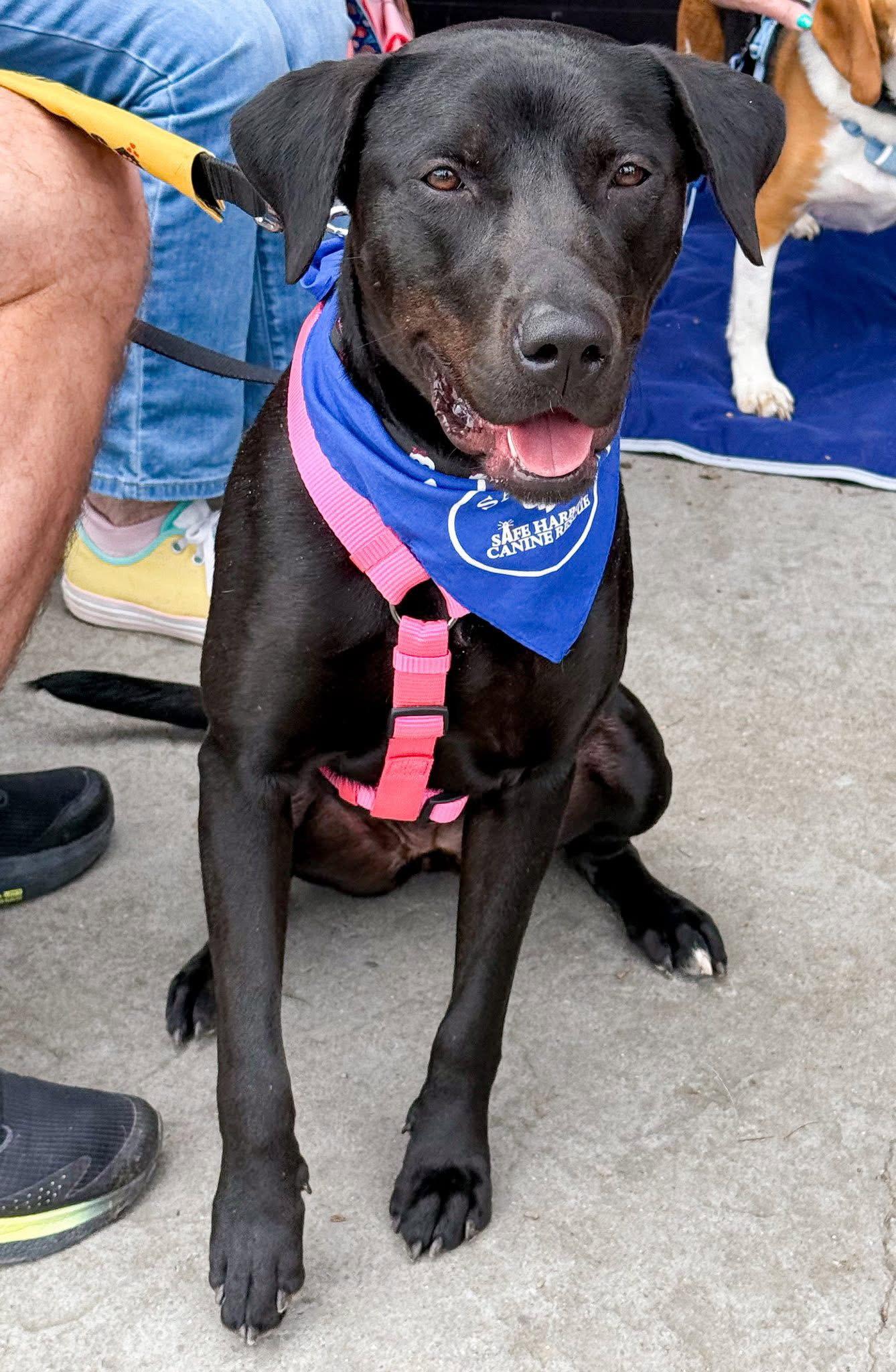 Enlarge Maggie, a Adoptable mixed breed in Springville, NY image 2/3