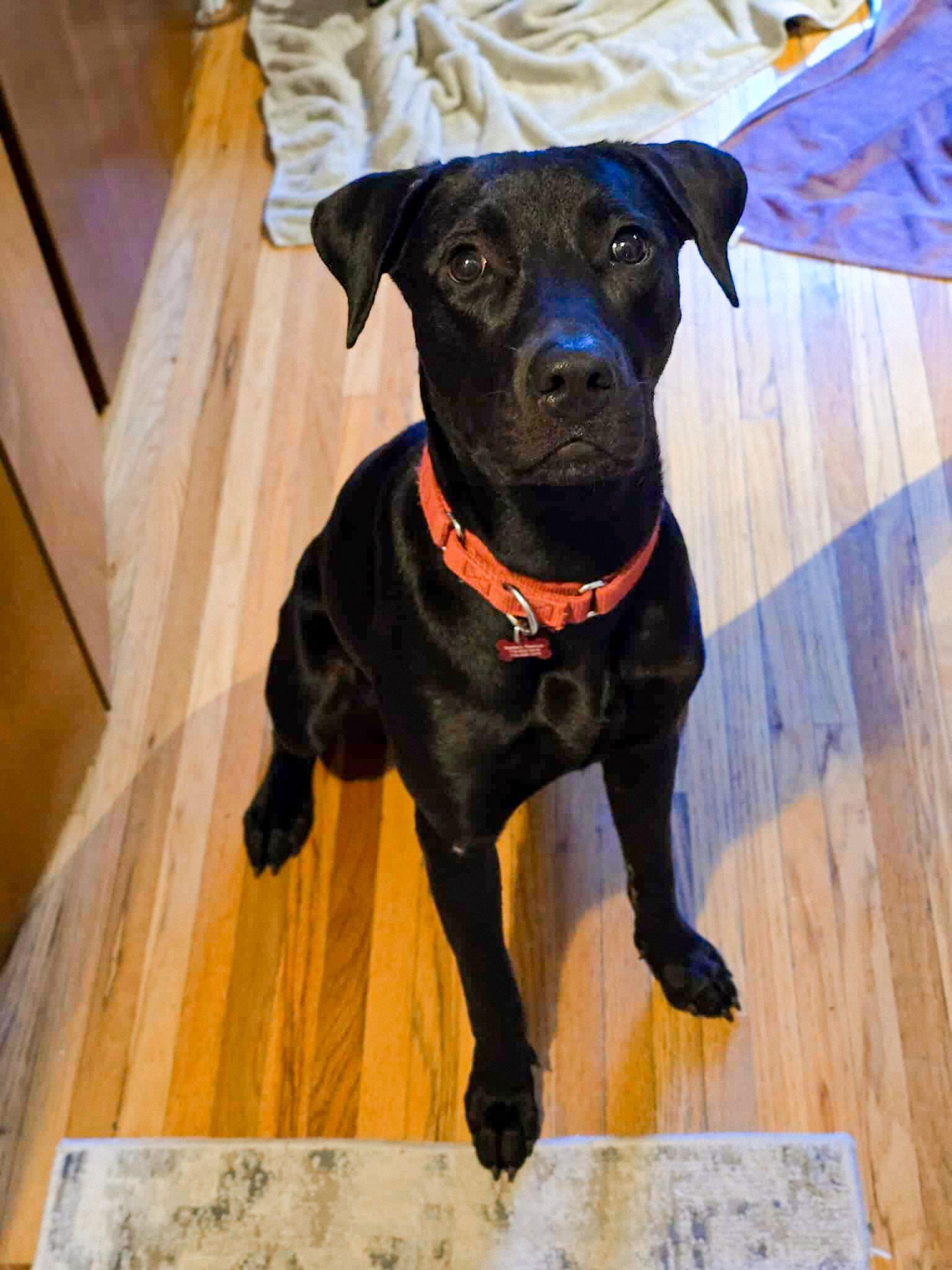 Maggie, a Adoptable Black Labrador Retriever in Springville, NY image 3/3
