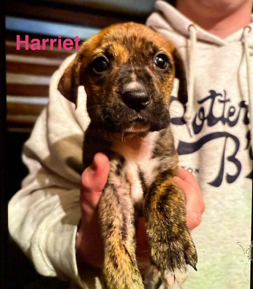 Harriet