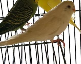 Cold Brew Coffee, Adoptable, Adult Female Budgie / Budgerigar.