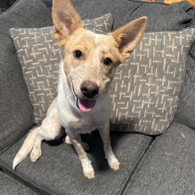 Reddy — thumbnail 5