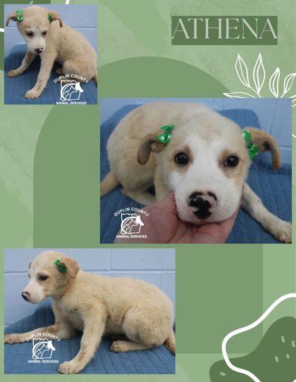 Athena, Adopted, Puppy Female Mixed Breed & Mixed Breed.