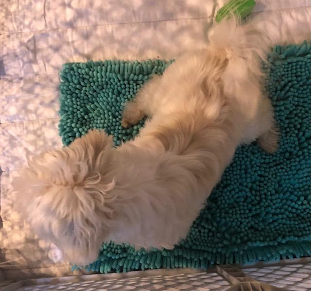 Enlarge Snowflake, a ADOPTABLE mixed breed in Colleyville, TX image 2/3