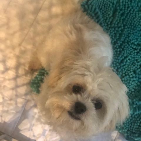 Enlarge Snowflake, a ADOPTABLE mixed breed in Colleyville, TX image 1/3