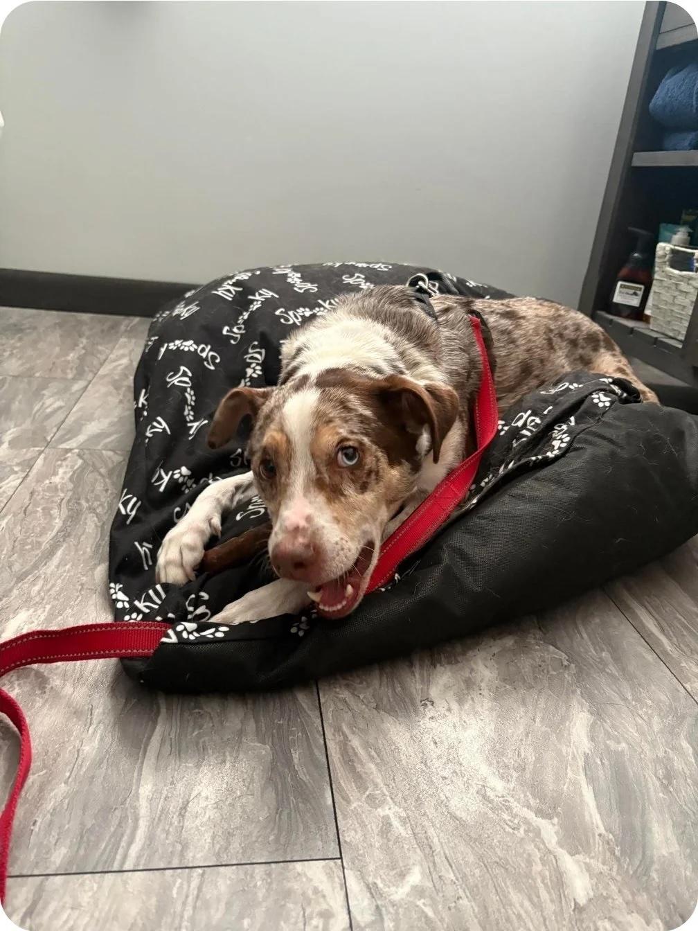 Enlarge Kobe, a ADOPTABLE Mixed Breed in De Pere, WI image 3/3