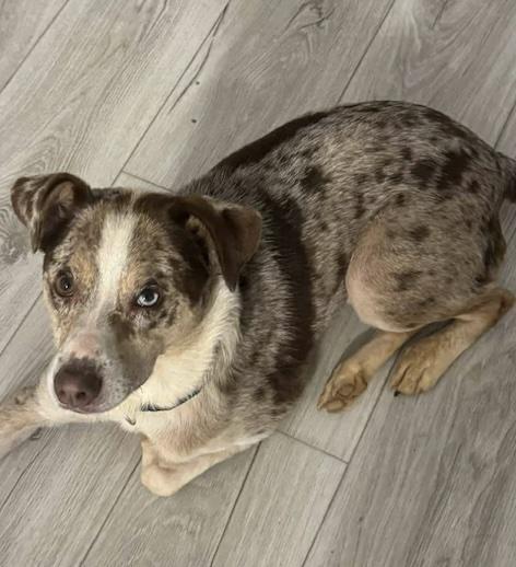 Kobe, ADOPTABLE, Adult Male Mixed Breed.