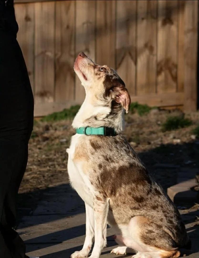Enlarge Kobe, a ADOPTABLE Mixed Breed in De Pere, WI image 2/3