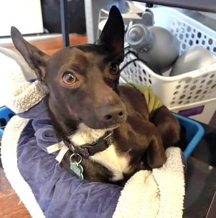 Enlarge Gabriel, a ADOPTABLE mixed breed in Eugene, OR image 3/4