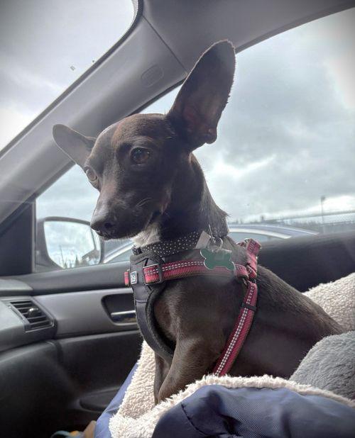 Enlarge Gabriel, a ADOPTABLE mixed breed in Eugene, OR image 2/4