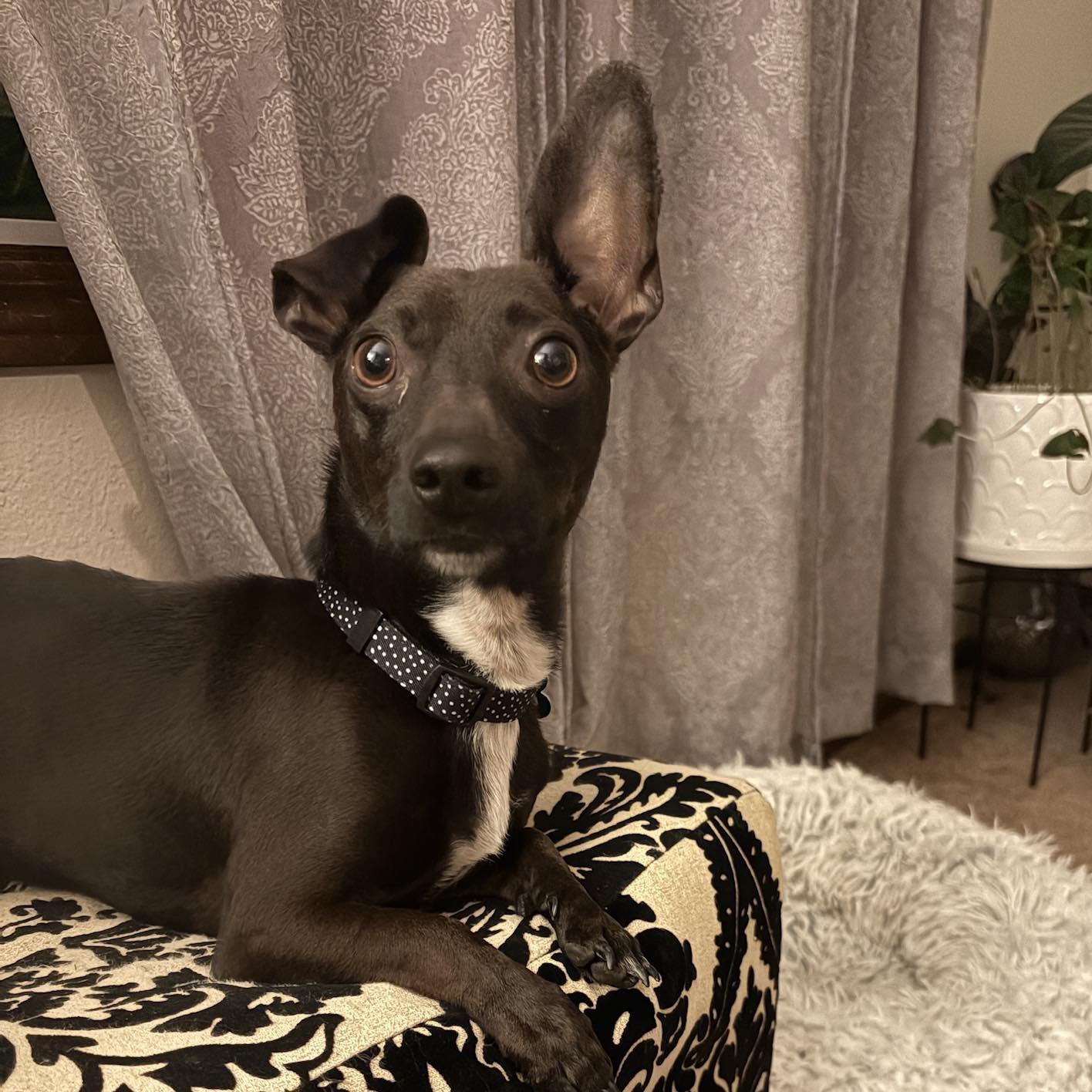 Gabriel, ADOPTABLE, Adult Male Chihuahua.