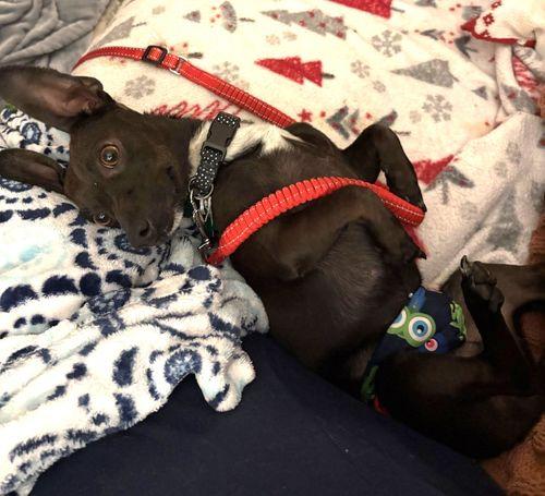Enlarge Gabriel, a ADOPTABLE mixed breed in Eugene, OR image 4/4