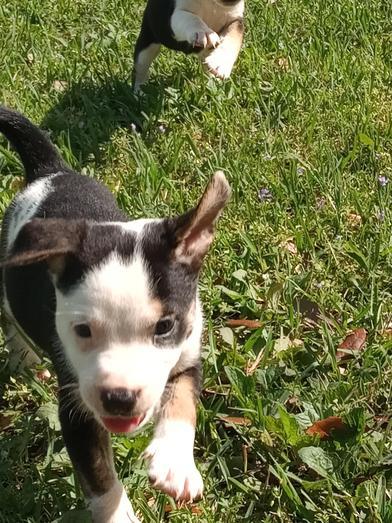 Blizzard — thumbnail 2