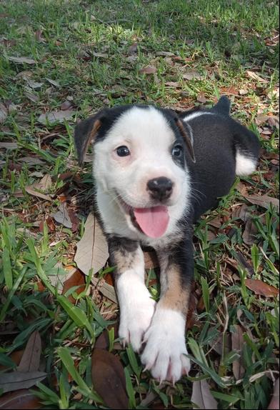 Blizzard — thumbnail 3