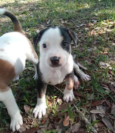 Blizzard — thumbnail 6