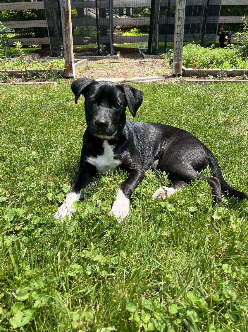 Ember, a Adopted mixed breed in Tarrytown, GA image 1/3