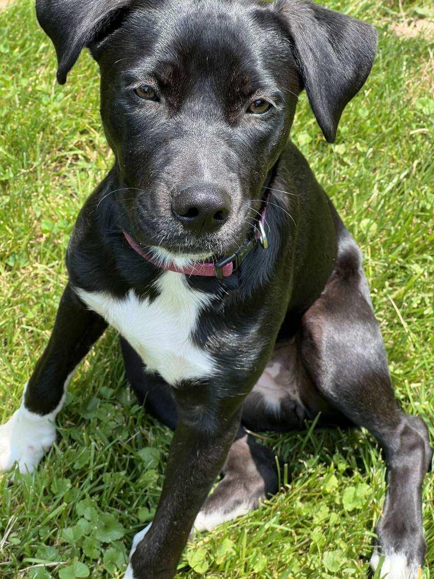 Ember, a Adopted mixed breed in Tarrytown, GA image 2/3