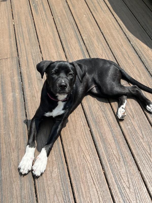 Ember, a Adopted mixed breed in Tarrytown, GA image 3/3