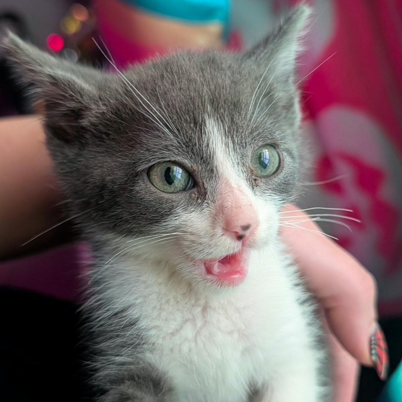 Baby Ruth, a ADOPTABLE Domestic Short Hair in San Diego, CA image 2/2