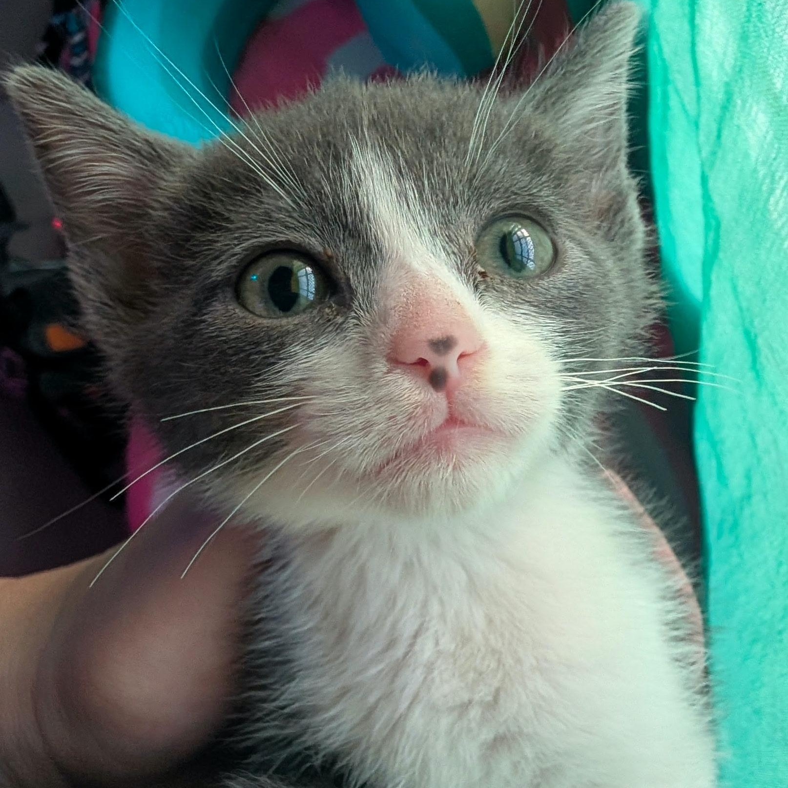 Baby Ruth, ADOPTABLE, Kitten Male Domestic Short Hair.