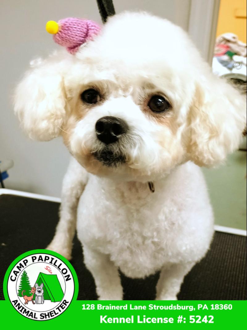 Patty, Adoptable, Adult Female Bichon Frise.