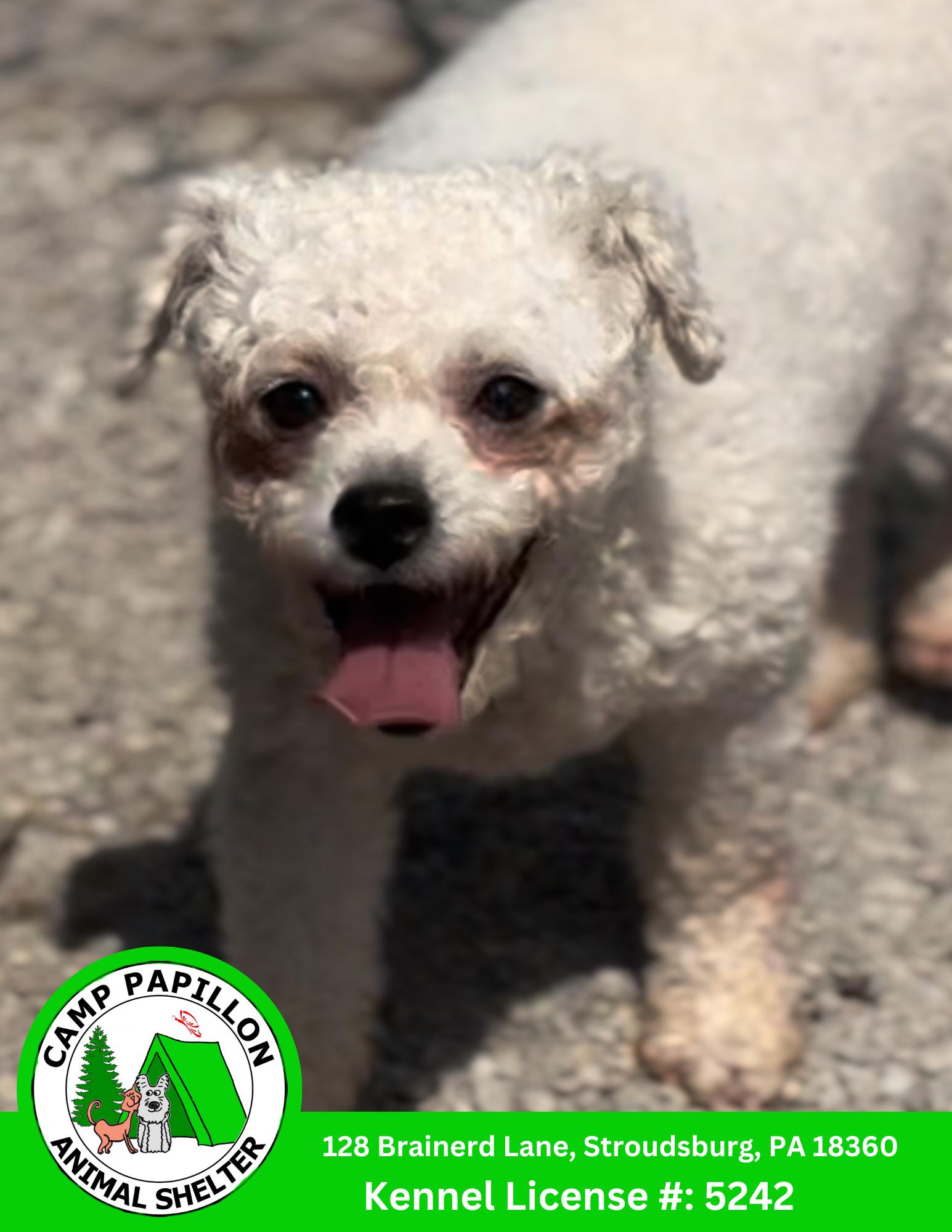 Enlarge Patty, a Adoptable Bichon Frise in Stroudsburg, PA image 1/1