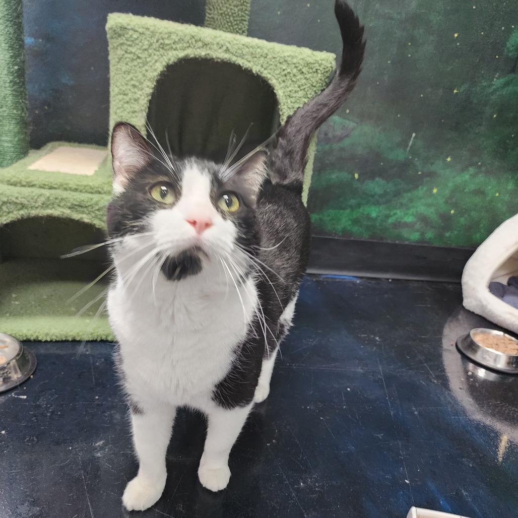 Enlarge Spaghetti Teddy, a Adoptable Domestic Short Hair in Dixon, IL image 2/2